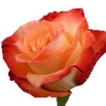 Cabaret Roses d'Equateur Ethiflora